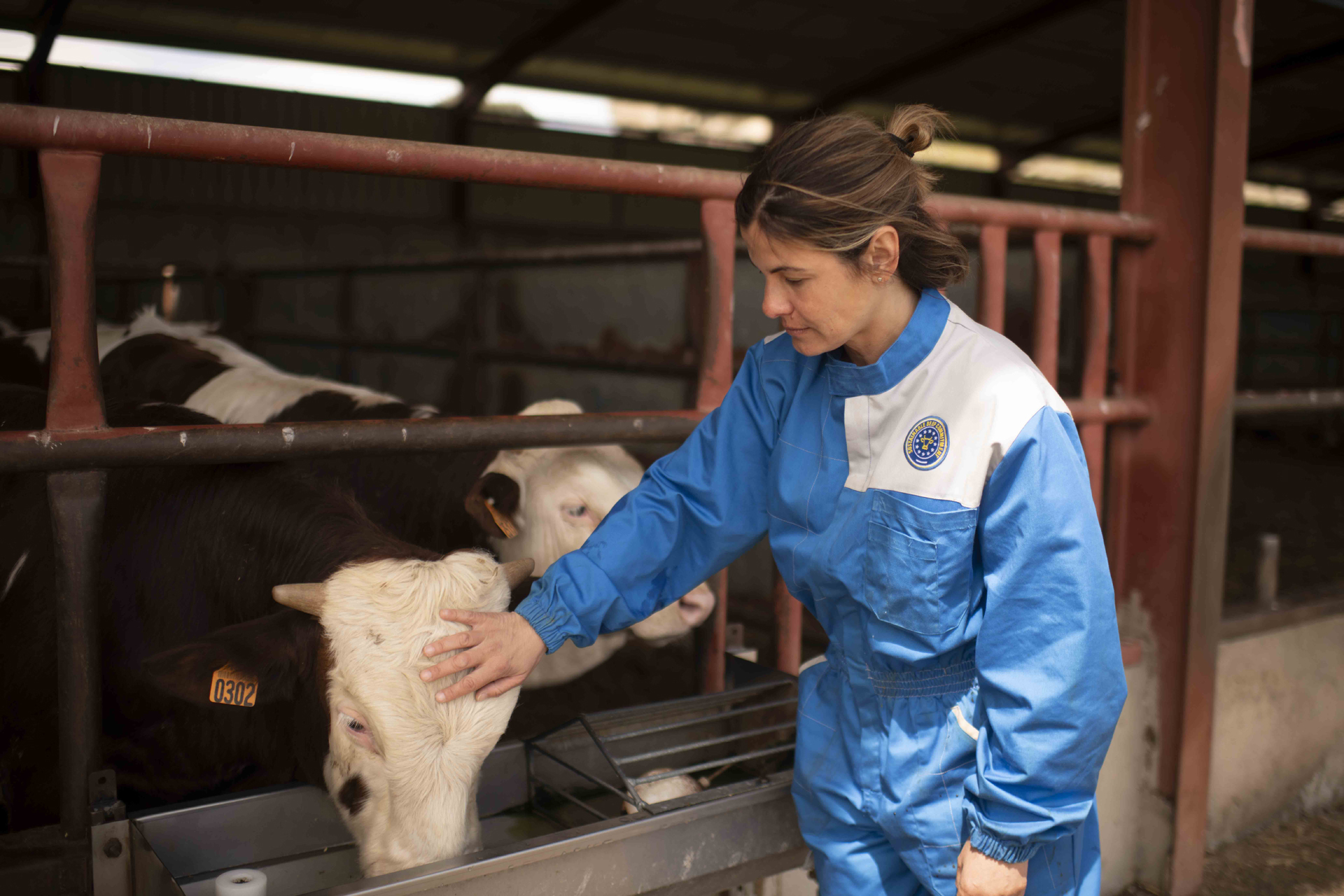 The European beef sector on a special mission: protecting and restoring our soils