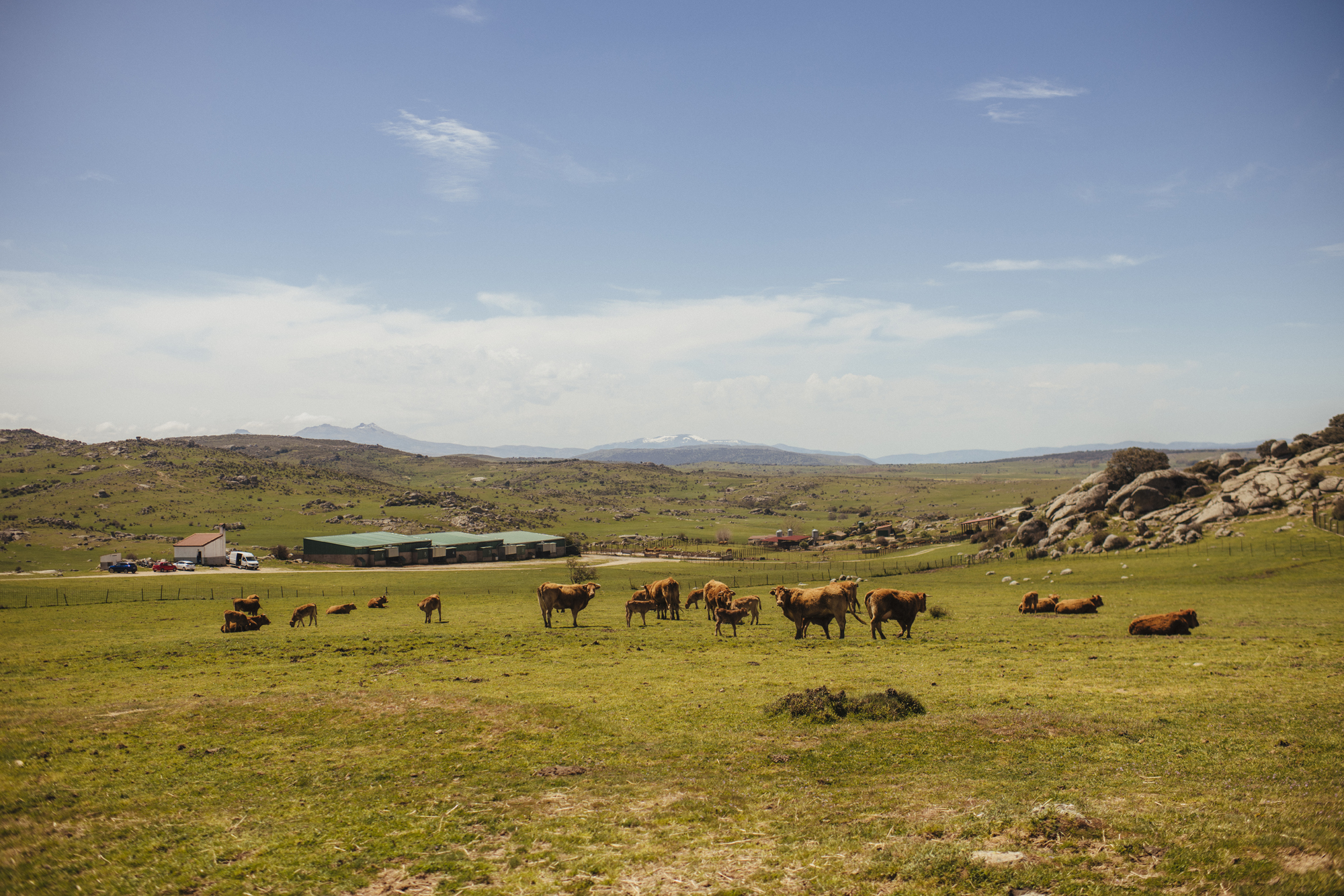 Regenerative soil management in beef cattle farms: keys to a sustainable future