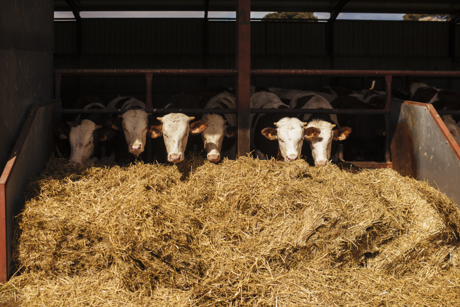 European beef producers and their commitment to sustainability