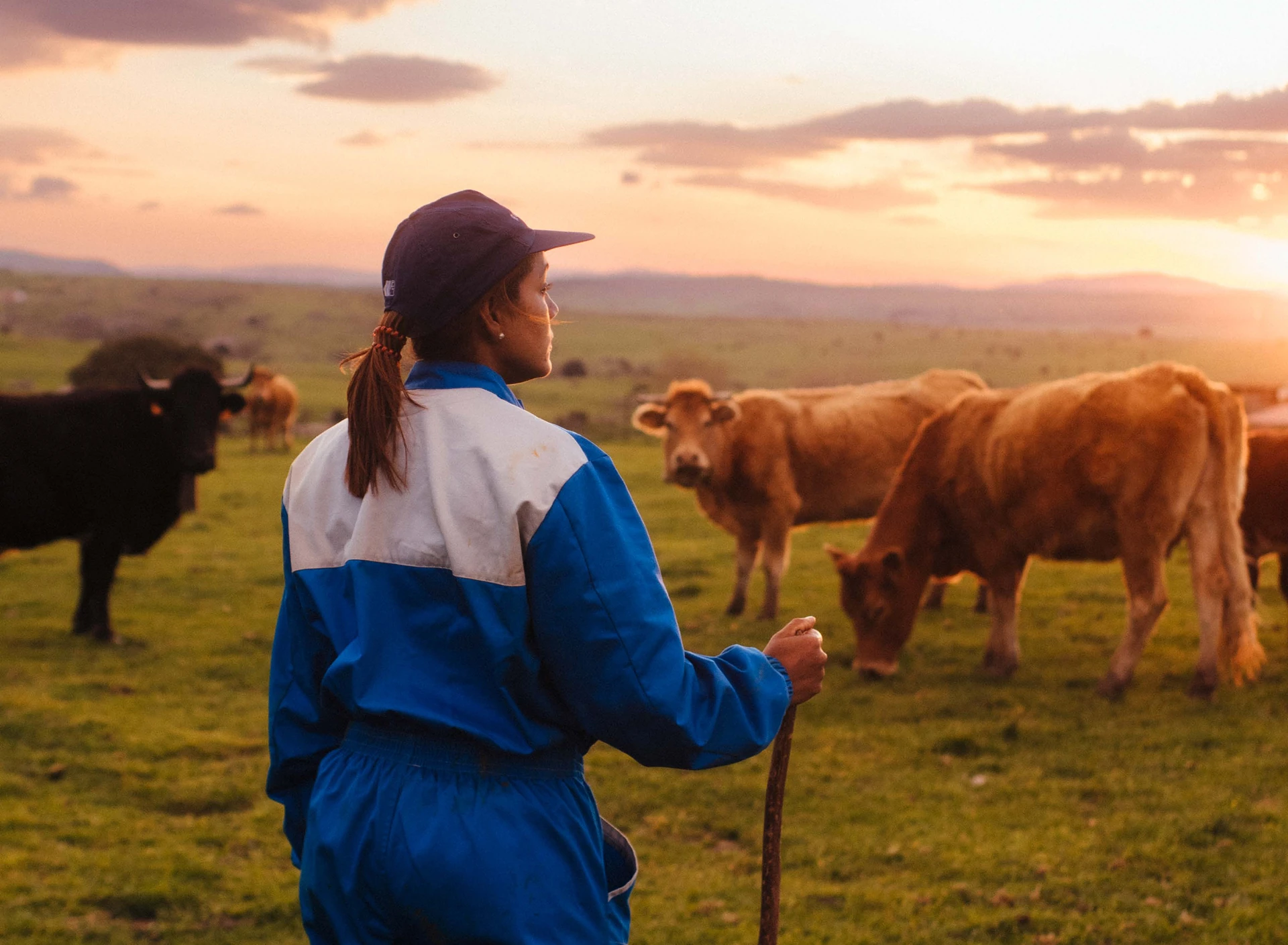 Provacuno and APAQ-W join forces in a campaign to promote sustainability in the European beef sector