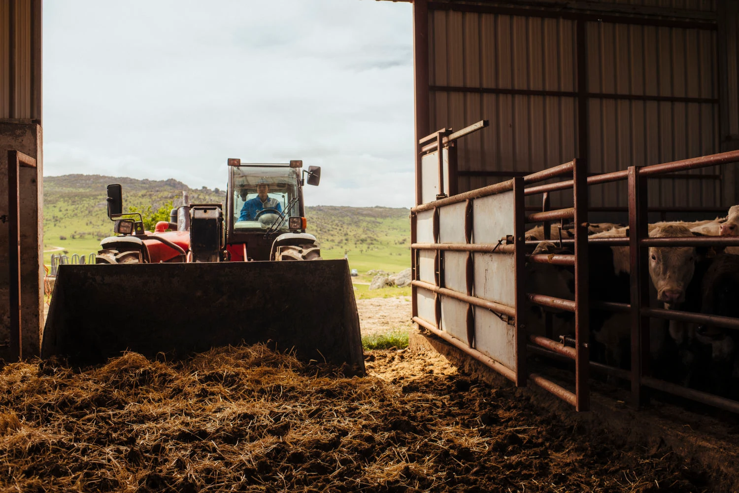 The European beef sector on a special mission: reducing emissions