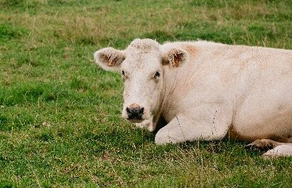 Fair Prices for Sustainable Farms: Securing Value at the Farm Level