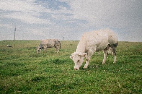 Reducing Emissions, Enhancing Grasslands: The Environmental Trajectory of Belgian Cattle Farming